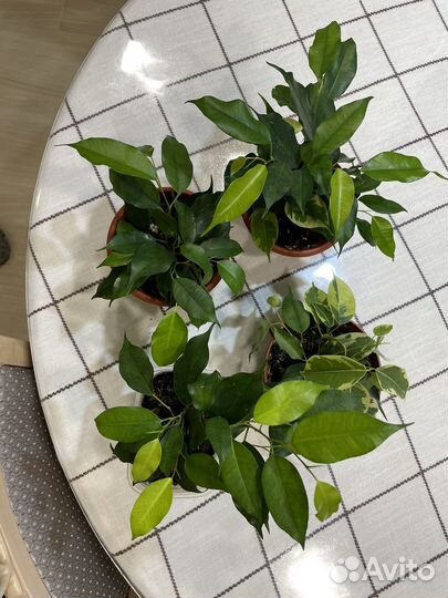 Фикус бенджамина