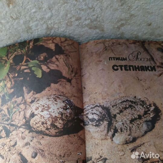 Птицы России