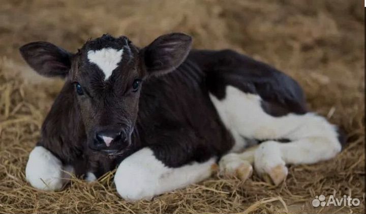 Телята 5 дней
