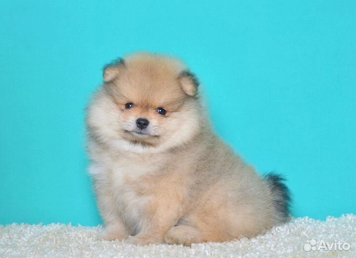 Шпице детки померанские