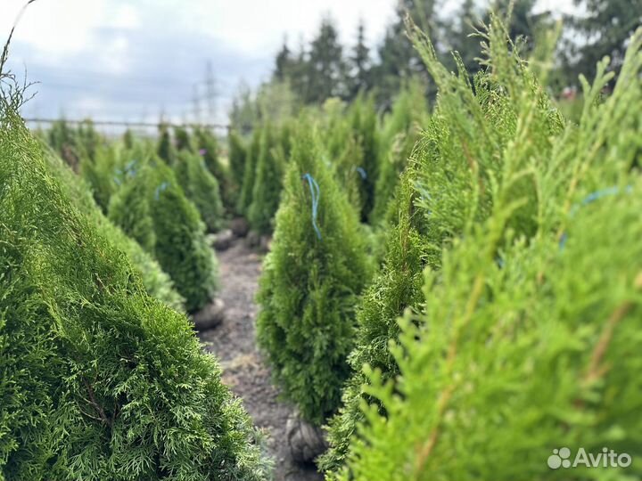 Туя смарагд 140-160