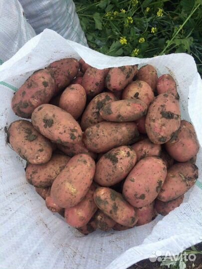 Продам картофель