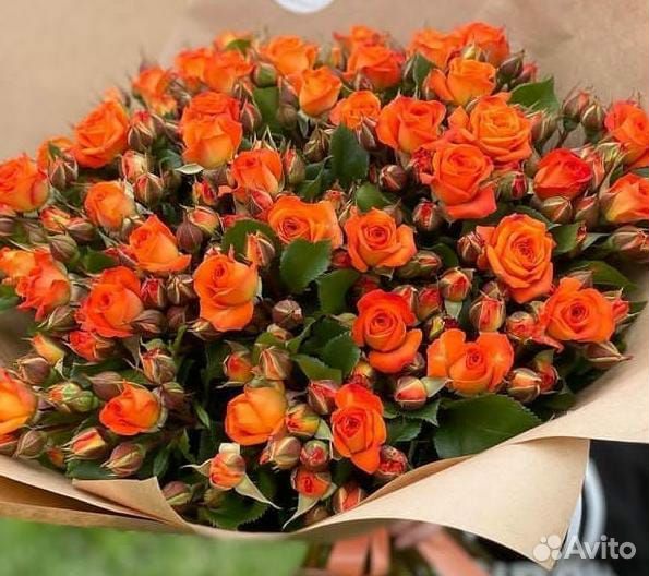 Саженцы роз зкс и окс