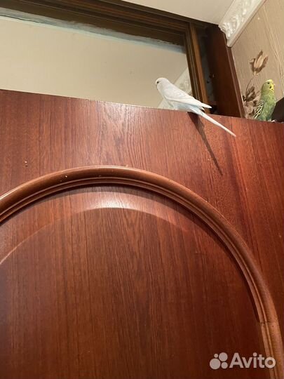 Волнистый попугай девочка и мальчик