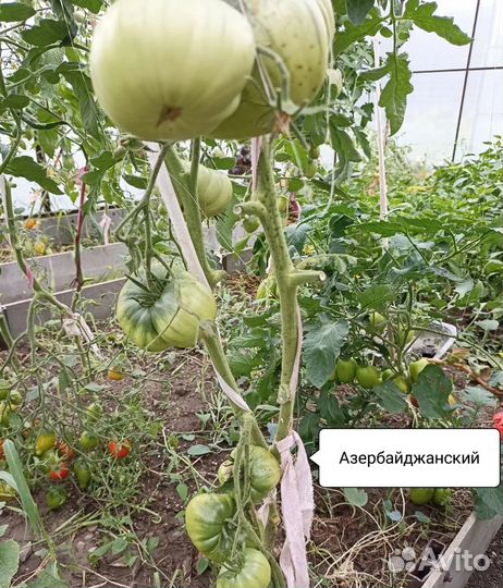 Семена помидор