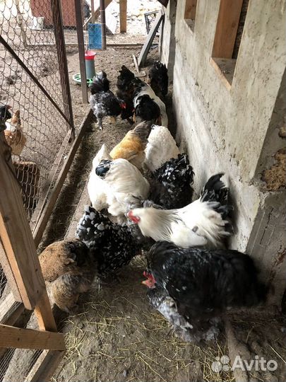 Инкубационное яйцо брамы