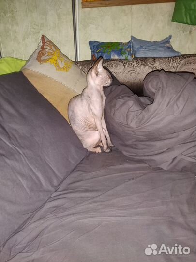 Донской сфинкс вязка девочка