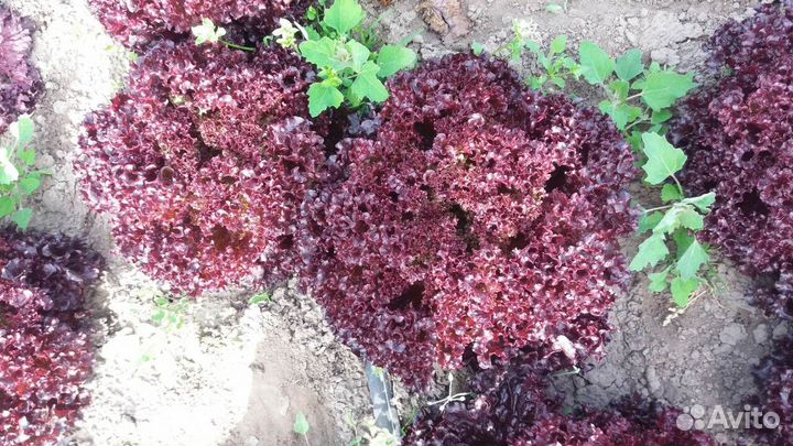 Свежая зелень