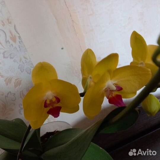 Семена орхидеи бронь