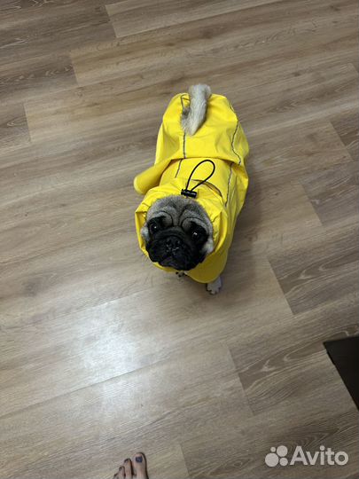 Дождевик на мопса