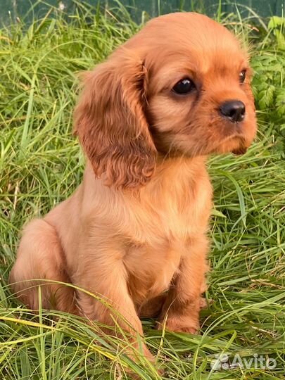 Кинг чарльз спаниель