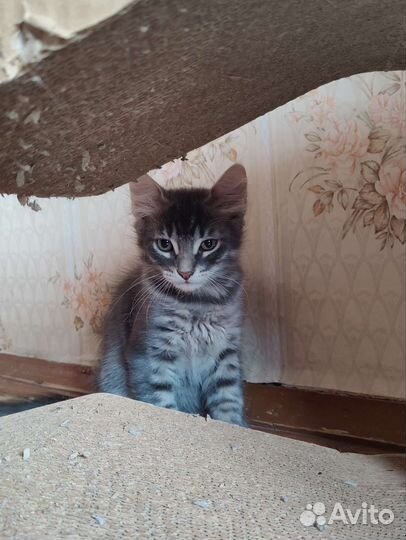 Сибирская кошка