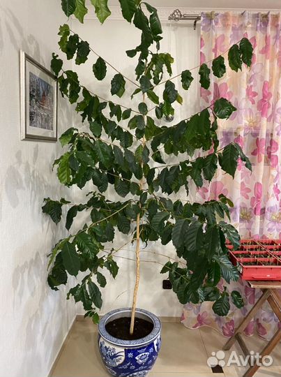 Кофейное дерево