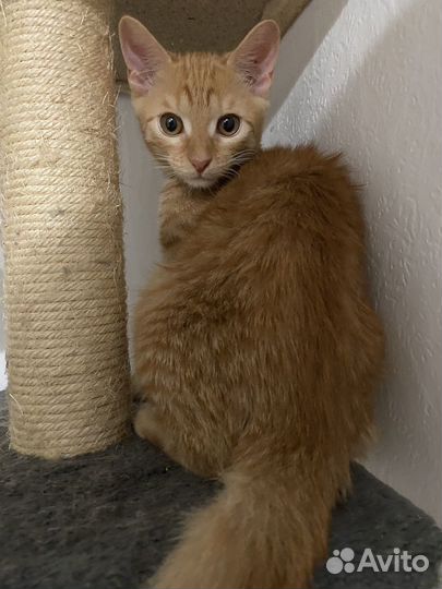 Котенок рыжий мальчик
