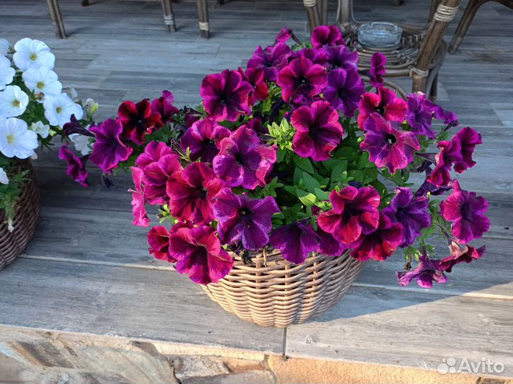 Рассада цветов оптом