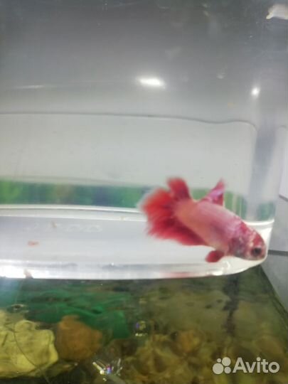 Рыбка петушок самка