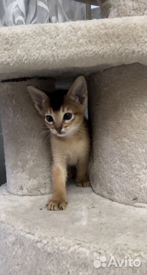 Абиссинские котята