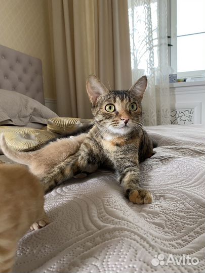 Кошки в добрые руки