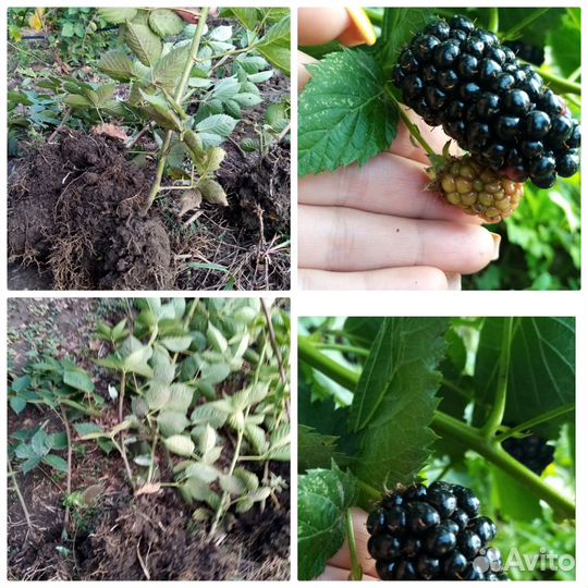 Саженцы ежевики натчез