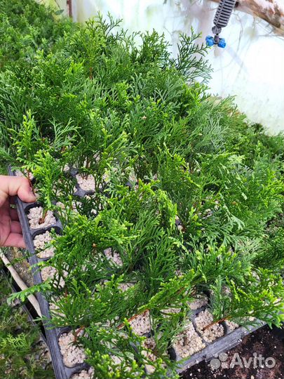 Кассеты Туя западная Смарагд,Брабант