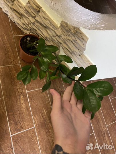 Замиокулькас