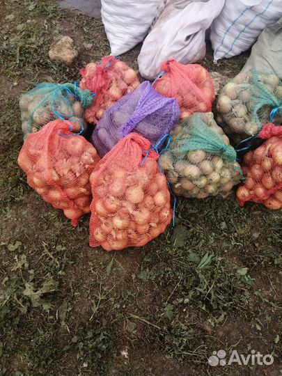 Лук репчатый продажа