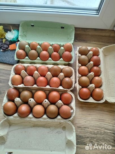 Яйца для инкубации маран черномедный