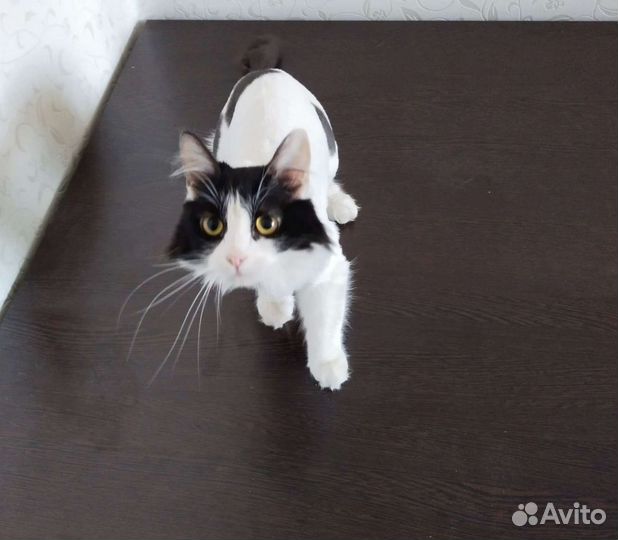 Ветеринарный врач на дом