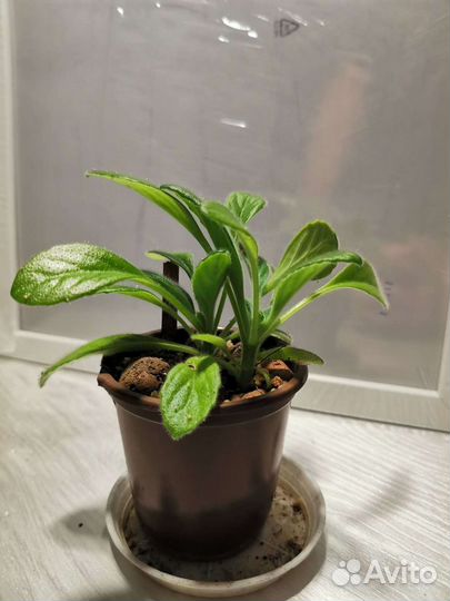 Хирита (примулина) сорта Kazu