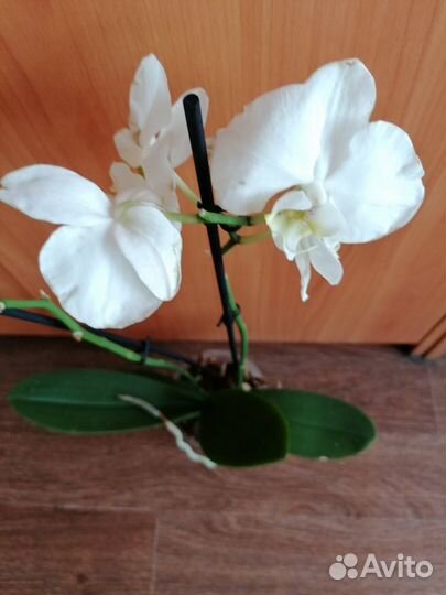 Орхидея Биг Лип 