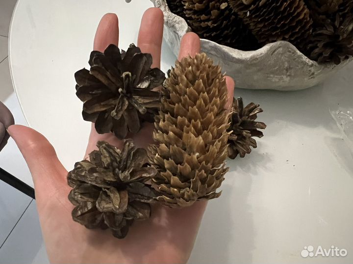 Шишки еловые шишки сосновые