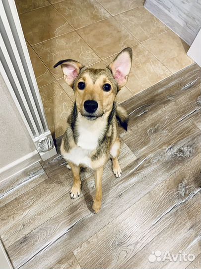 Собака в добрые руки