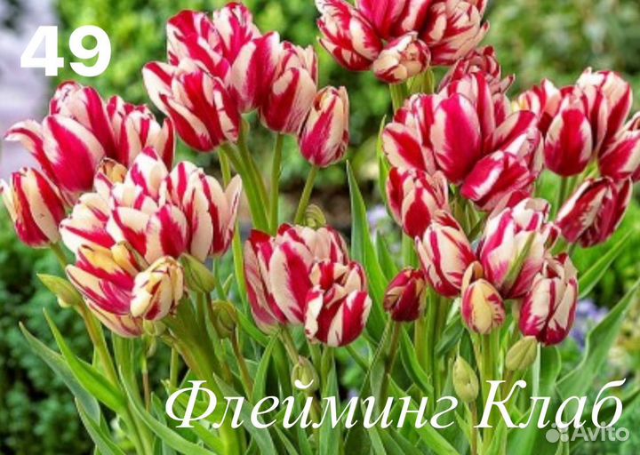 Сортовые тюльпаны