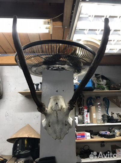 Рога оленя, лось, косуля