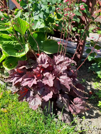 Растения для сада