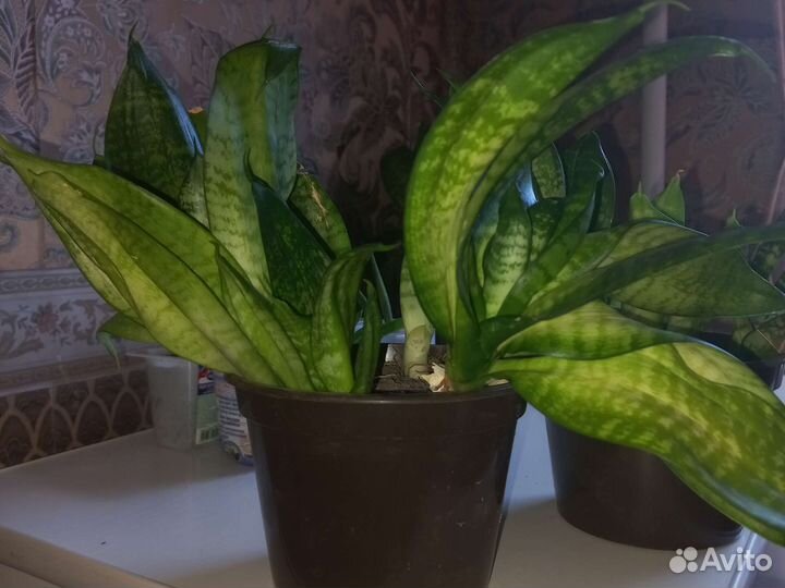 Сансевиерия