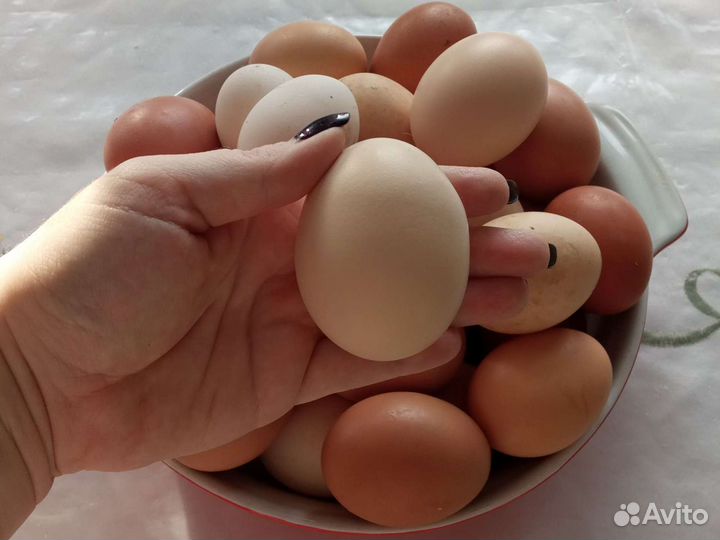 Домашние куриные яйца