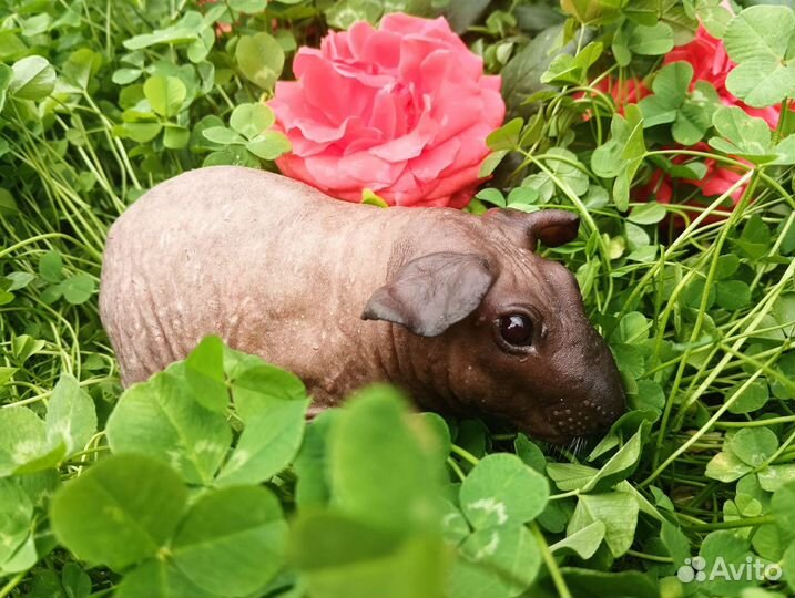 Мини бегемотики. Детки чемпионов