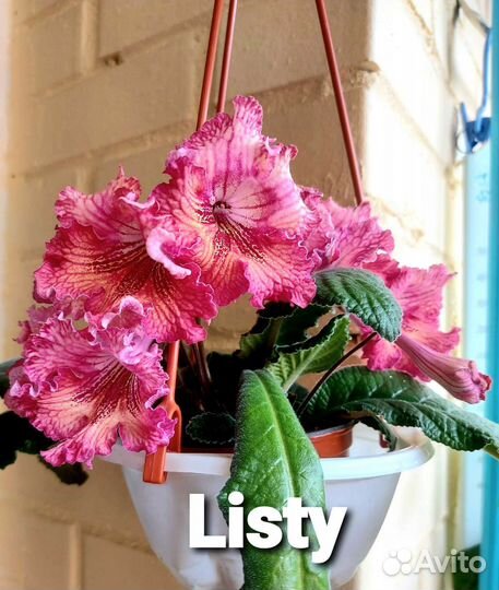 Стрептокарпус ч4