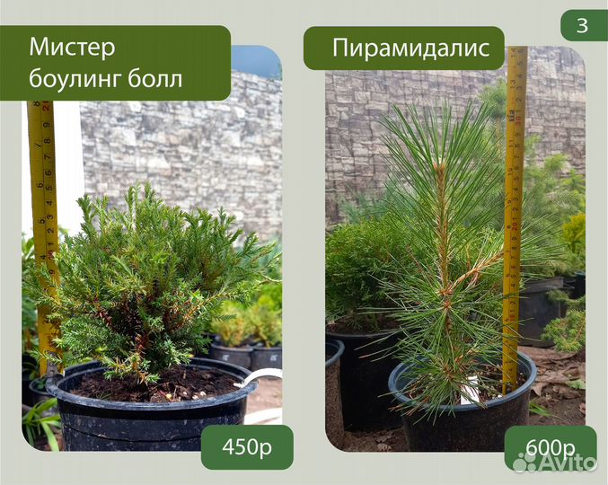 Хвойные растения