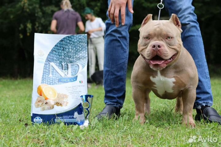 Американский булли вязка