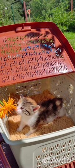 Котенок, девочка бесплатно