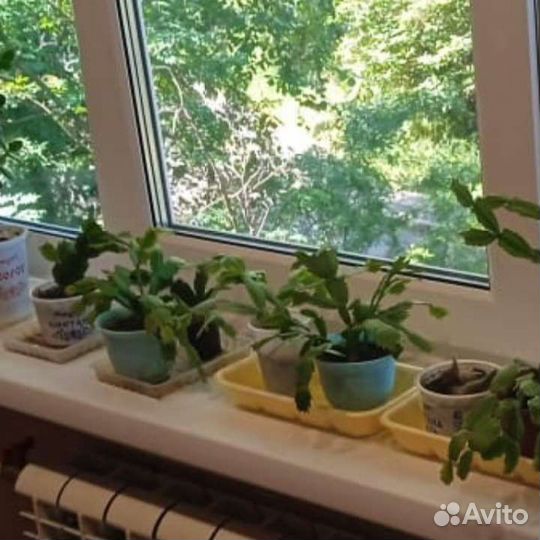 Продам комн. цветы