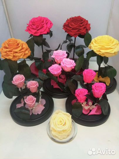 Роза в колбе / Подарок