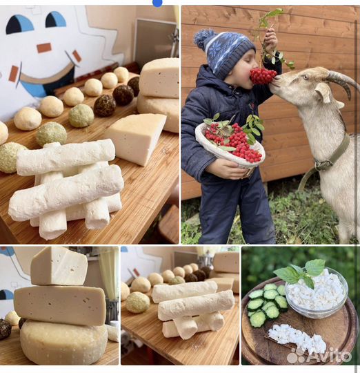 Сыр козий и др молочка