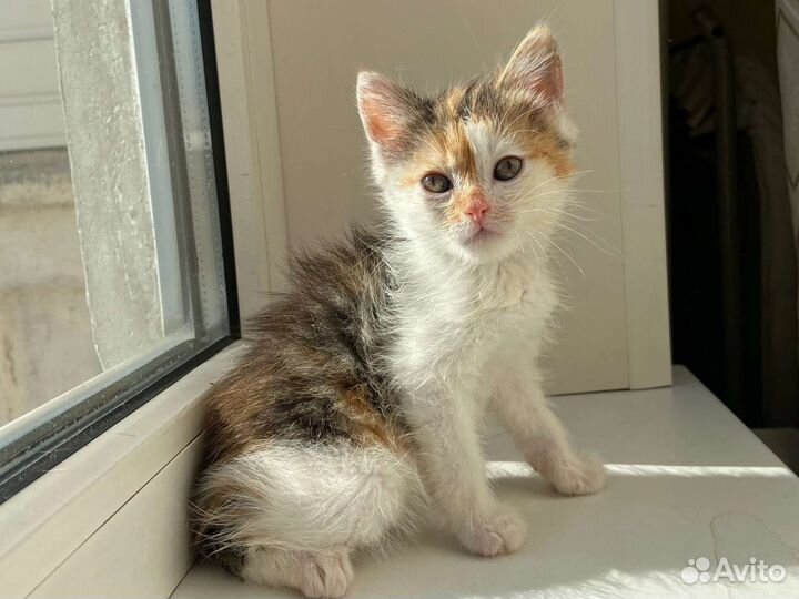 Крошка кошка 1,5 месяца