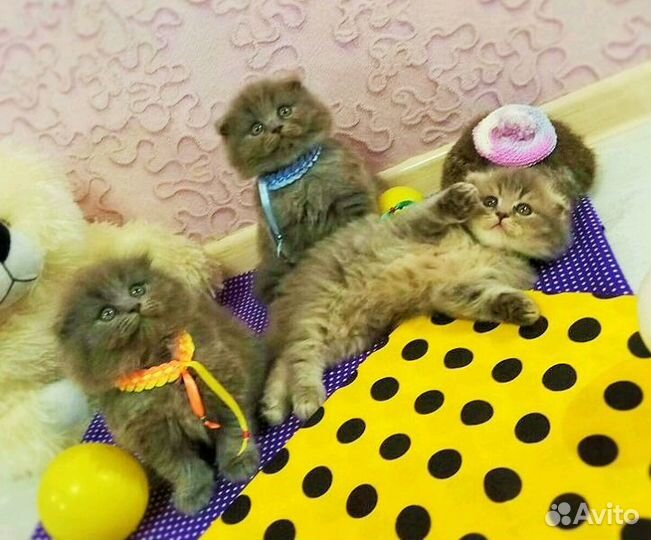 Скоттиш страйт на вязку