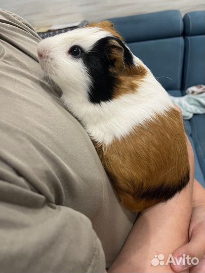 Морская свинка гладкошерстная