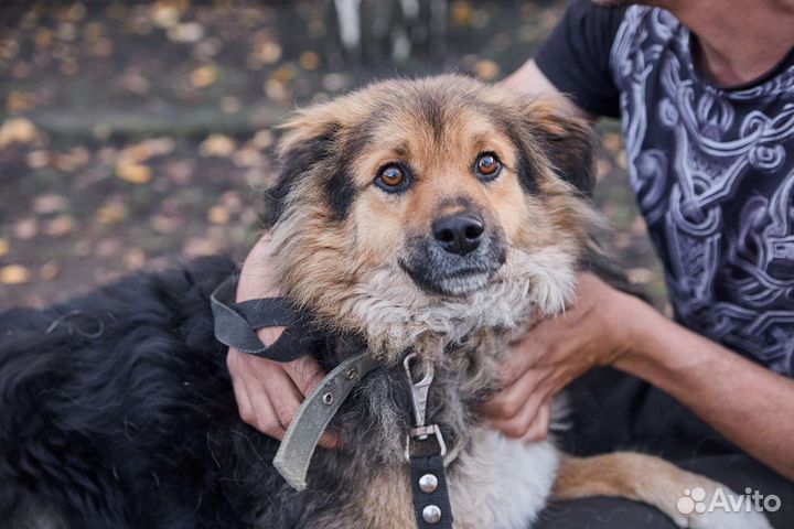 Отличный пес Красавчик ищет дом