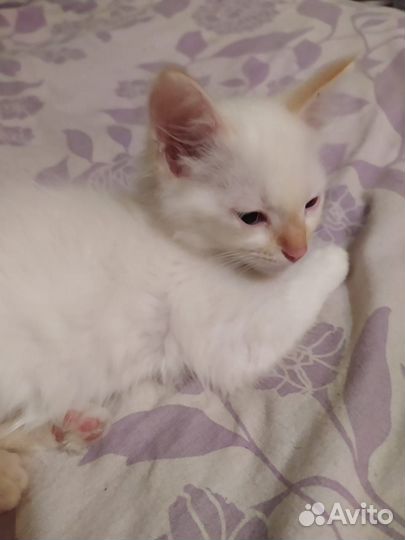 Курильский бобтейл